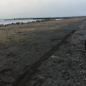 ボーダコリー 泥まみれの画像