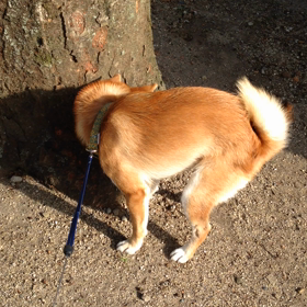 くま手術直前 ウンチ歩きの画像