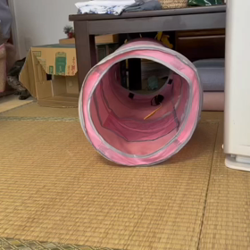 いたずらっ子トラちゃん♀の画像