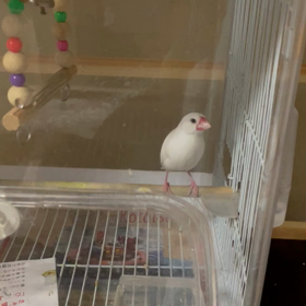 文鳥、お腹の調子が悪いの画像