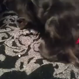 姉ちゃんどこ住み？？の画像