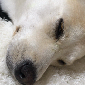 夢見て走るの画像