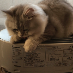 マリリンモンローの画像