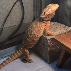 咳？？しゃっくり？？？の画像