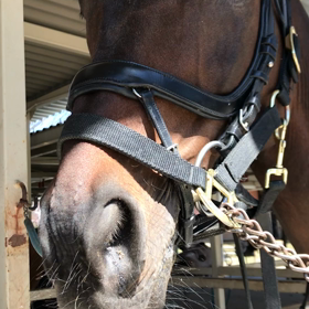 3級への駈歩　4鞍目の画像