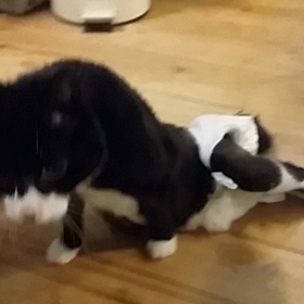 みーふぁん。謎の病。の画像