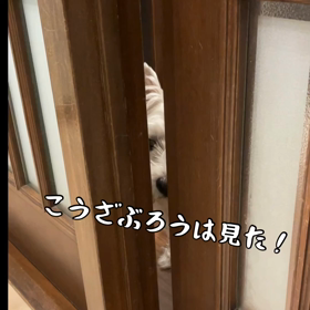 こうざぶろうは見た❗️の画像