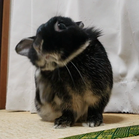 ティモテ！ティモテ！の画像