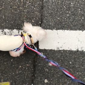 お散歩動画よく歩けました版の画像