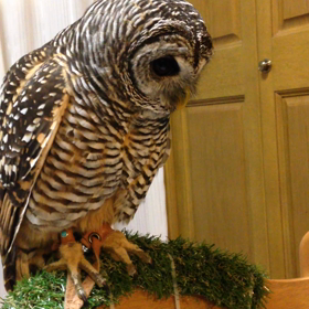 気になるものの画像