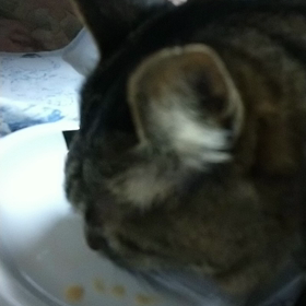 チュールの画像