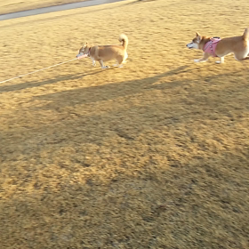 動画でーすの画像