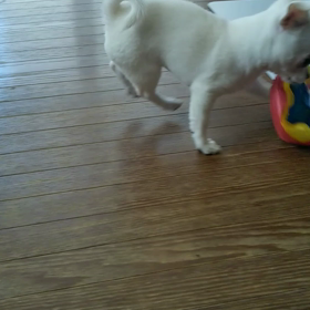 かい君元気いっぱいですの画像