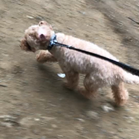 ♪お散歩動画♪代々木公園♪の画像