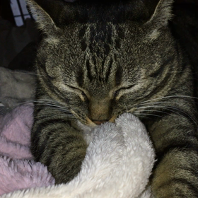 もみちゃんのモミモミの画像