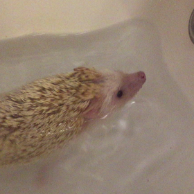 超かわいいかわいい(*´艸`)の画像