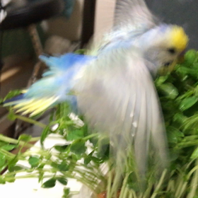 セキセイ文珍と豆苗の画像