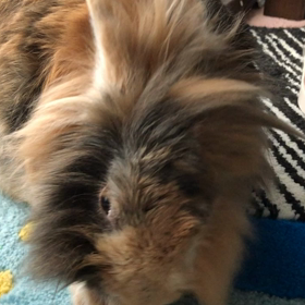 休日のミケちゃんの画像