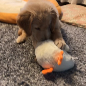 カミカミ姫の画像