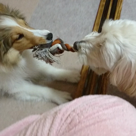 てーちゃん、頑張れ！の画像