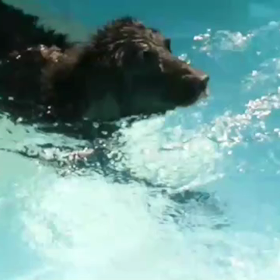 老犬プールの画像