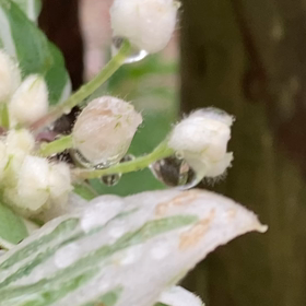 介護記録７９（母さんの朝）の画像