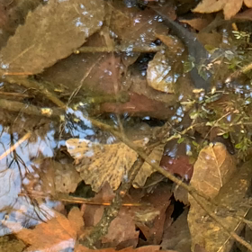 サンショウウオと個人レッスンスケジュール　　福島市ギター教室の画像