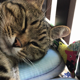 もこれおぉねの画像