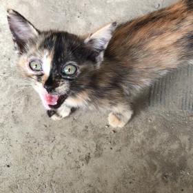 そうい  えばΣ(-᷅_-᷄๑)の画像