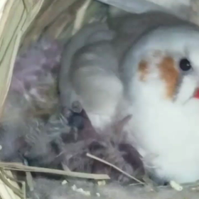 今日の雛ちゃん達…の画像