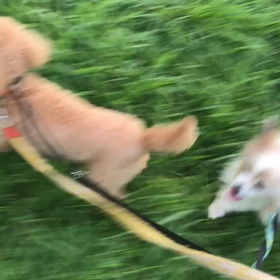 ♪お散歩動画♪代々木公園♪の画像