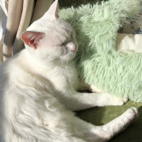 目覚めのわるいシロと私の画像