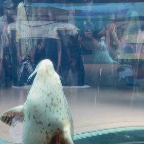 旭山動物園　あざらし館の画像