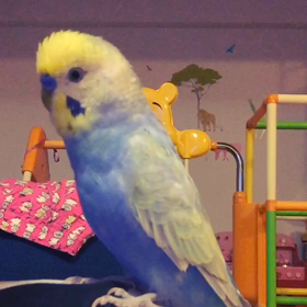 大阪弁なインコです。の画像