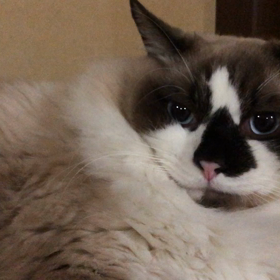 おもしろかわいいネコのハプニング動画集〜コントかよ！の画像