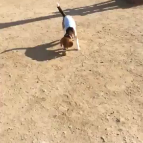 ドッグランの画像