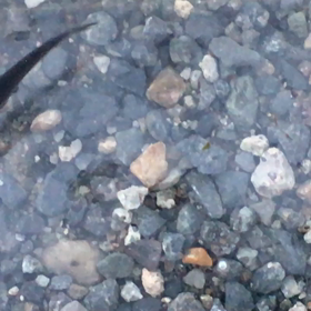 めだか時間の画像