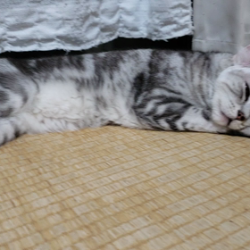 いびきの画像