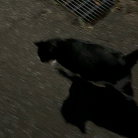 今朝の猫ちゃんの画像