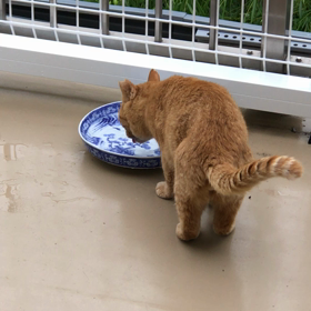 おんもがいいの？の画像