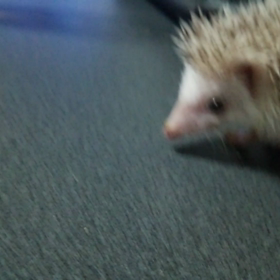 ♯チビハリ♯の画像