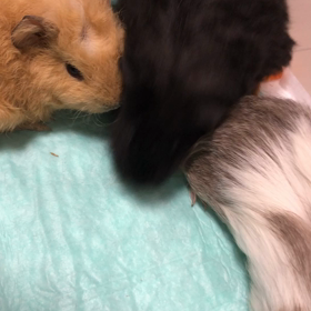 今日のモグモグの画像