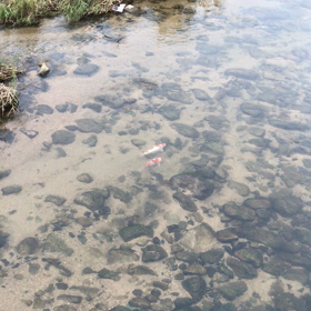 恋（鯉）してる.....(笑)の画像