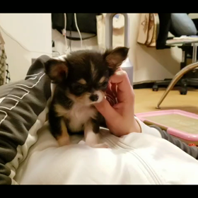 可愛くての画像