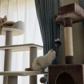 アスレチックみたいなリビングの画像