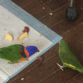 構ってちゃんは考える どーすればいいかを！(何←)の画像