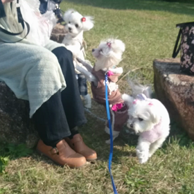 まるちゃんズ 秋の遠足2016『おばちゃん3人衆がゆく』⑤の画像