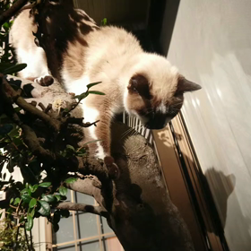 困ったにゃ( ω-、)の画像