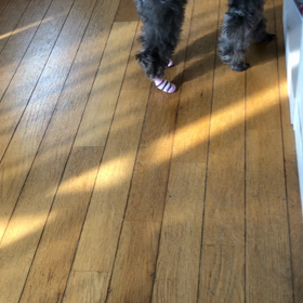 今朝のあわちゃんの画像