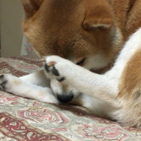 身繕い   ひっしだね！の画像